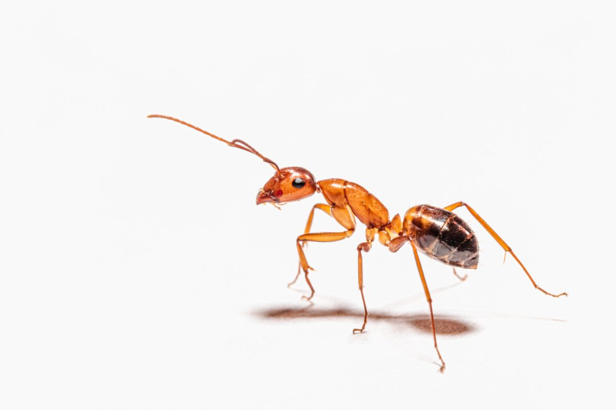 03ac5205-7f3c-4f9b-975a-37c34f4eeacd-image.png